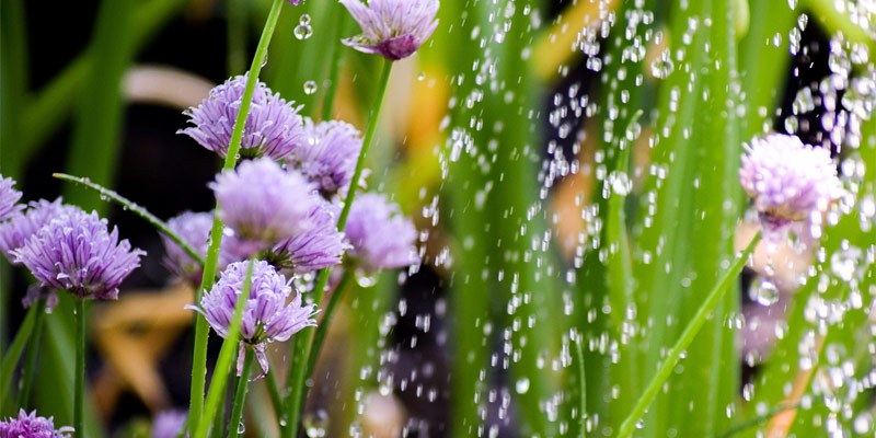 watering chives