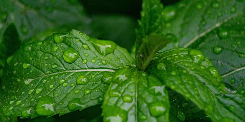 How Much Water Does Mint Need?