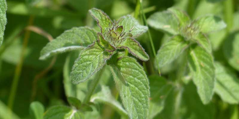 mint leaves