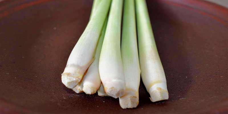 lemongrass stalk