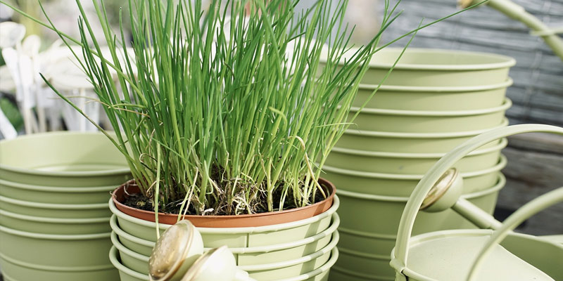 chives in a pot