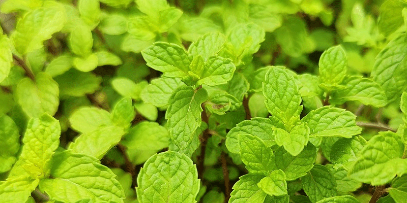 harvest mint