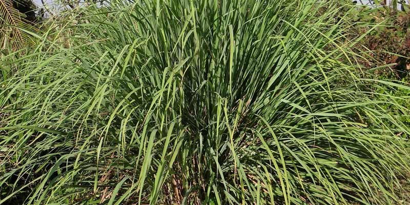 When To Plant Lemongrass