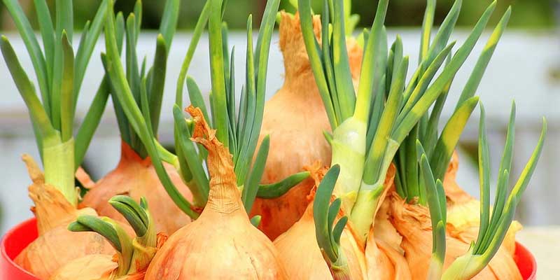 chives plants