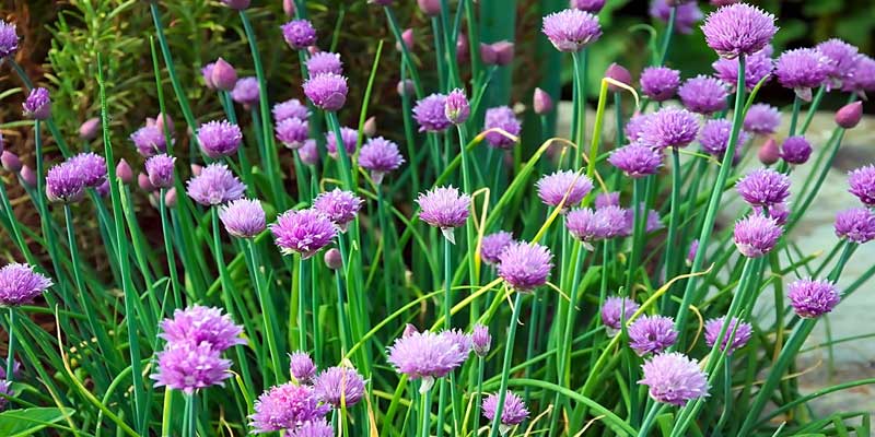 When To Plant Chives